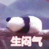 萌宠 熊猫 生闷气 不开心 呆萌 可爱