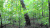 森林 forest
