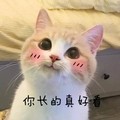 猫咪 可爱 大眼睛 你长的真好看