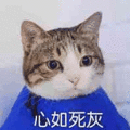 猫咪 蓝衣服 发呆 心如死灰