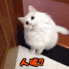小猫 可爱 歪头 直视 毛茸茸 人呢
