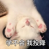 萌宠 猫星人 学不会 我投降 无奈 呆萌 可爱