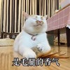 萌宠 猫星人 是腿毛的香气 享受 搞怪 逗