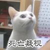 猫咪 发呆 毛茸茸 死亡凝视