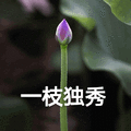 莲花 沙雕莲花 一枝独秀