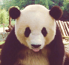尴尬 大熊猫
