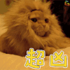 猫咪 狮子 哈欠 超凶 soogif