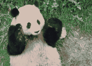 动物 熊猫 躲猫猫 可爱极了