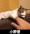小野爱 猫咪 玩耍 张嘴 手掌