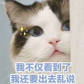 猫 出去 看到