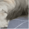 萌宠 猫星人 猫爪 搞怪 呆萌 可爱