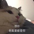 猫咪 想你 老戴里都是你 相思苦