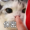 萌宠 喵星人 保密 嘘 呆萌 可爱
