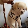 狗狗 狗链子 斜眼睛 群主