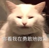 萌宠 猫星人 你看我在勇敢地微笑 开心 搞怪 逗