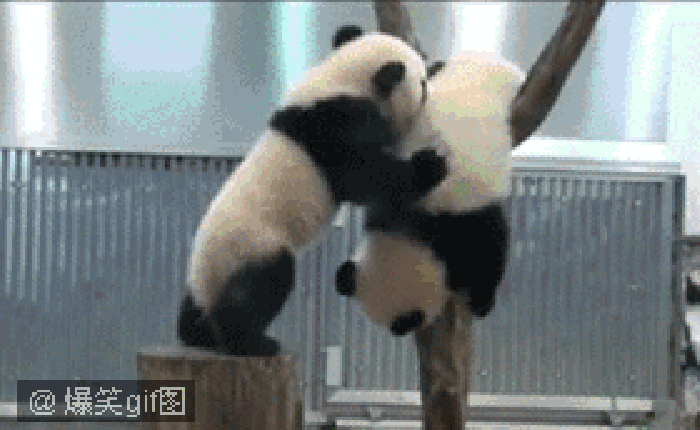 熊猫 摔落 可爱 搞笑