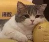 萌宠 喵星人 刚睡醒 目光呆滞 憨憨 可爱