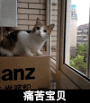 呆萌 可爱 咪星人 宝宝痛苦啊