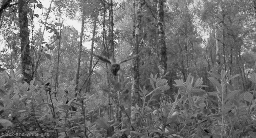 猫头鹰 黑白 凶残 树林 飞翔 owl