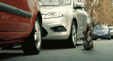 猫咪 指挥 撞车 可爱