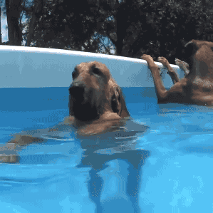 一群狗狗 游泳池 趴在水面 带眼镜 酷