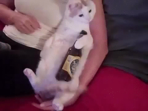 猫 啤酒 醉醺醺 萌