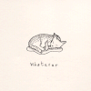猫咪  可爱  动态  动画