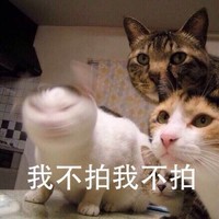 我不拍我不拍 猫咪 揺头 可爱