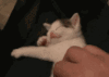 干森么干森么.... 搞笑 萌 gif