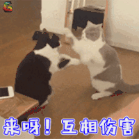 萌宠 猫咪 猫 搞怪 互相伤害 soogif soogif出品