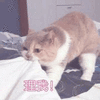 沙雕猫 猫咪 猫 可爱猫 猫表情包 猫咪表情包 小猫