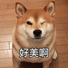 萌宠 汪星人 好美啊 wink 搞怪 呆萌