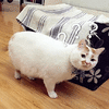 萌宠 猫咪 猫 喵星人 问号 蒙圈