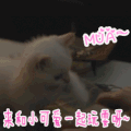 soogif soogif出品 来和小可爱一起玩耍呀 猫 萌 可爱