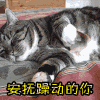 斗图 安抚躁动的你
