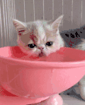 猫咪 喵星人 搞笑 可爱 淘气