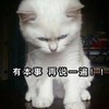 萌宠 猫星人 有本事再说一遍 警告 搞怪 呆萌