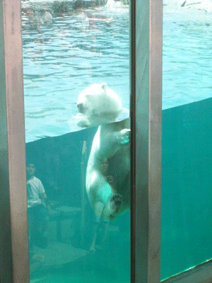北极熊 动物 玩 游泳
