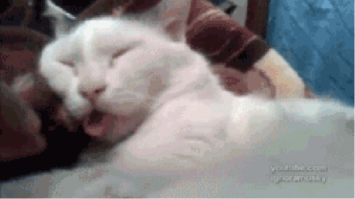 宠物 猫咪 睡觉姿势 拽舌头