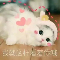 萌宠 猫星人 我就这样看着你哦 静静地看着你 呆萌 可爱