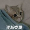 萌宠 喵星人 逐渐委屈 难受 呆萌 可爱