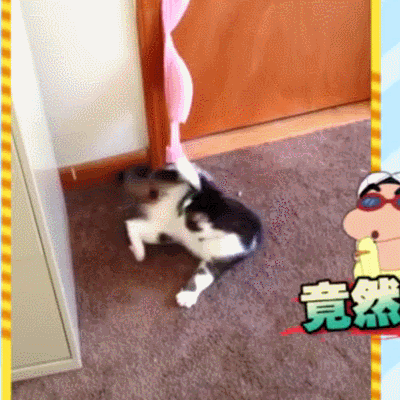 喵星人 可爱 萌宠 猫咪