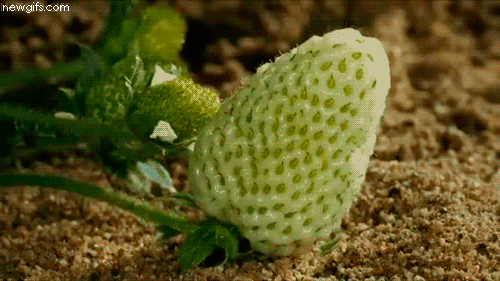 延时摄影 草莓 草莓成熟过程 拍摄植物过程 草莓生长过程 土壤