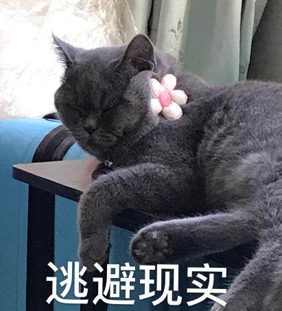猫星人 可爱 魔性 沙雕 文字表情包