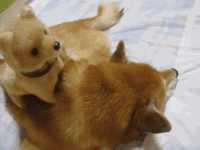柴犬 玩具狗 Shiba Inu