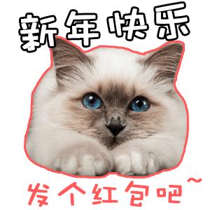 猫咪官网社区app社区官网_猫咪短视频官网app_猫咪视频app下载官网