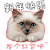 红包 猫咪 趴着 新年快乐发个红包吧