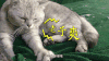 毛毛 老子爽 挠 眯眼睛 惬意