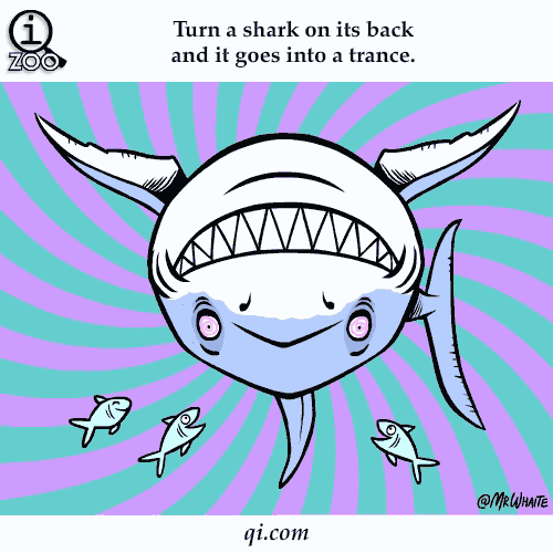 动画 卡通 鲨鱼 可爱