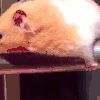 汪星人 可爱 搞笑 萌宠 猫咪